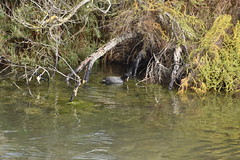 Fulica atra 24-10-10 PT