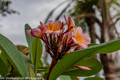 Lovely colours of Frangipani bloom