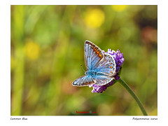 Common Blue Butterfly