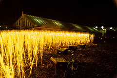 Blickling Hall Festival of Lights