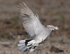 Ring-necked Dove (Streptopelia capicola)