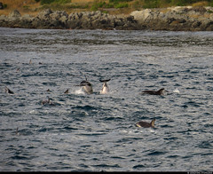 20240122_02 Dusky dolphins (Lagenorhynchus obscurus) near Kaikōura, New Zealand