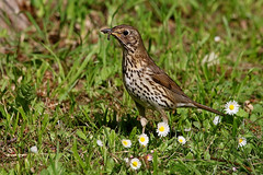 Rolf Nagel-Fl-24-8807-Turdus philomelos