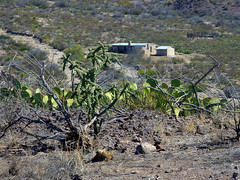 Old Homer Wilson Ranch Site, Along Ross Maxwell Scenic Drive -  Big Bend National Park, Southwestern Texas