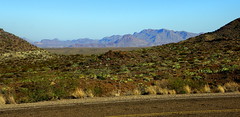 Chihuahuan Desert Landscape, Along Ross Maxwell Scenic Drive -  Big Bend National Park, Southwestern Texas