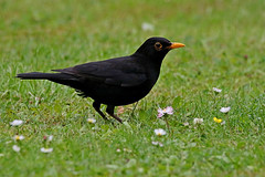 Rolf Nagel-Fl-24-10417-Turdus merula