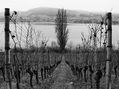 Lake Hallwil in December