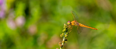 Scarlet skimmer ♀