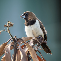 Javan munia