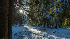 Im Wald bei Eis und Schnee/In the forest in ice and snow