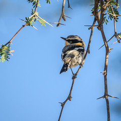 🐦 🇳🇦 Pririt Batis