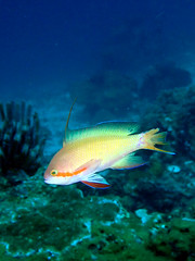 Injured Pseudanthias hutchii male