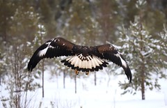 A White-tailed eagle