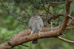 Sparrowhawk - Juvenile 720_3385.jpg