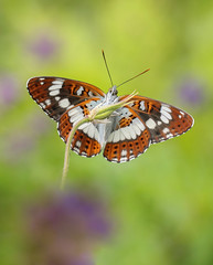 Limenitis camilla