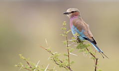 Lilac -breasted Roller/Rollier à longs brins (Coracias caudatus)