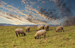 Weidende Schafe im Dezember