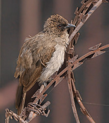 Common bulbul (Pycnonotus barbatus)