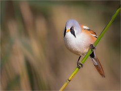 Bearded Tit