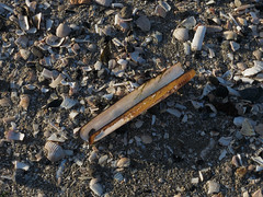 beach combing on Sandymount~Explored