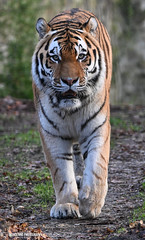 Siberian tiger - Ouwehands Dierenpark