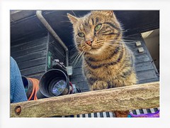 cat at the stable