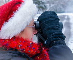 Time for the Christmas Bird Count