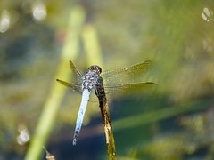 Blue Skimmer (Orthetrum caledonicum)