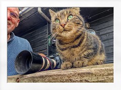 cat at the stable