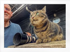 cat at the stable