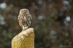 Little Owl