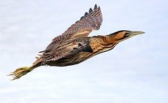 Bittern Blaster [eXPLoReD]