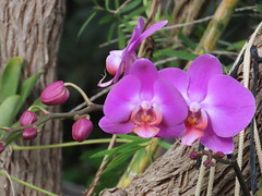 Phalaenopsis