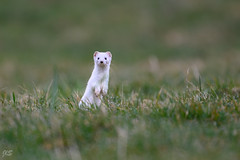 Stoat (winter fur), Hermine (pelage d'hiver)