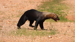 Irara - Tayra - explore