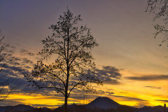 A tree in Freilassing