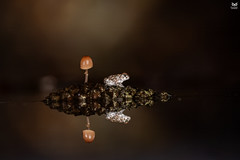 Sapo-corredor, Natterjack toad (Epidalea calamita)