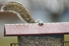 Up on the rooftop... Squirrel paws?? Not quite Christmas.