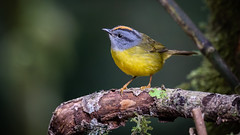 Paruline à diadème - Myiothlypis coronata - Russet-crowned Warbler