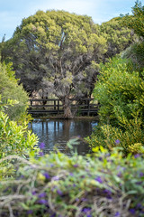 Big Swamp Parkland Busselton-2