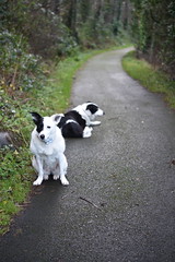 collies