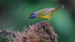 Paruline à diadème - Myiothlypis coronata - Russet-crowned Warbler