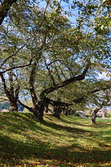 秋田 仙北市 桧木内川堤ソメイヨシノ(国指定名勝)  Hinokinai-gawa River Yoshino cherry trees