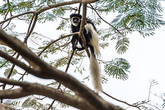 20210810T092528 - Colobus Monkey, Rivertrees