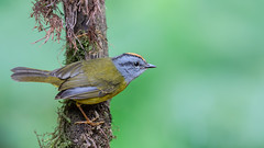 Paruline à diadème - Myiothlypis coronata - Russet-crowned Warbler