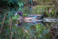 Big Swamp Parkland Busselton-10