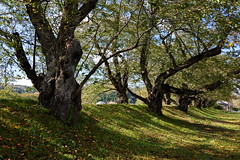 秋田 仙北市 桧木内川堤ソメイヨシノ(国指定名勝)  Hinokinai-gawa River Yoshino cherry trees