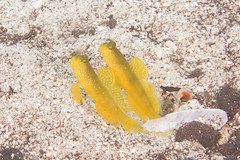 Banded Shrimpgoby