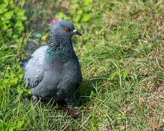 Pigeon