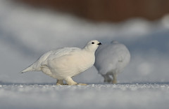 Lagopède des saules - Willow Ptarmigan